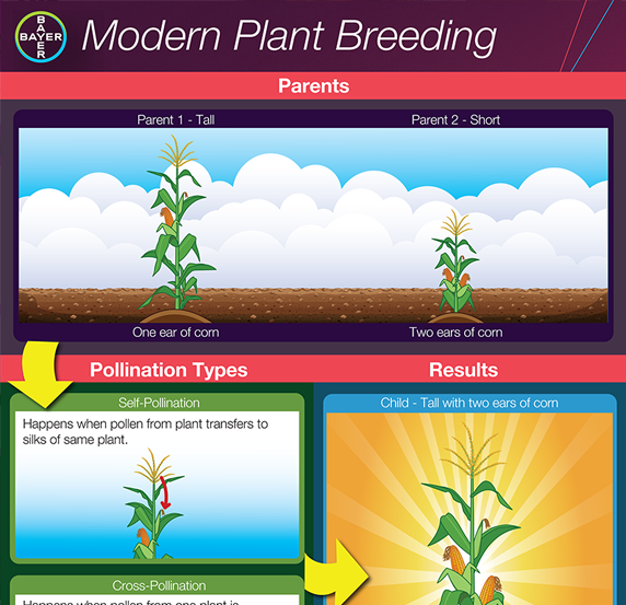 Bayer Modern Breeding
